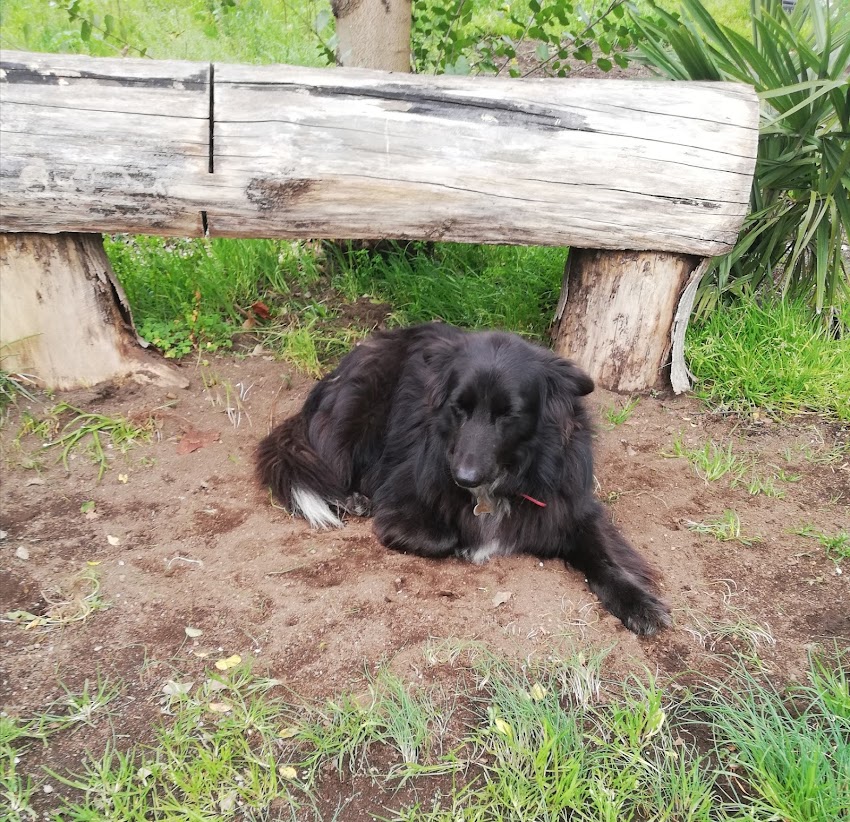 Villa Perrito