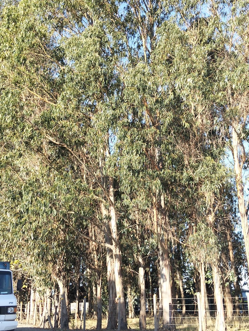 Jardín Infantil Acuarela