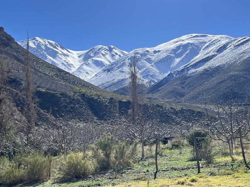 EL PALOMO