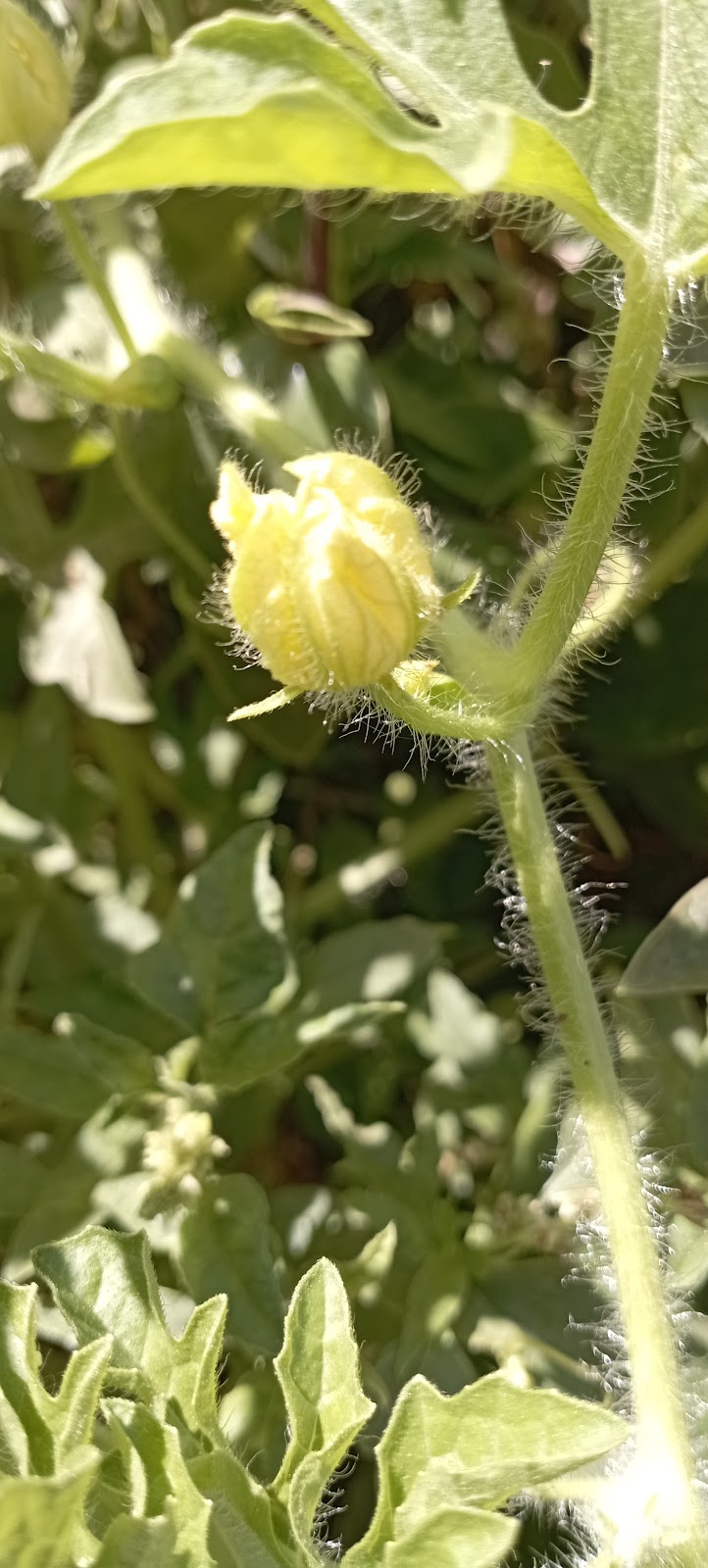 Polillitas