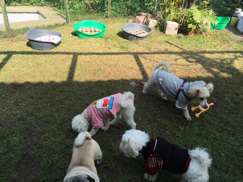 Hotel Pet Resort Santiago
