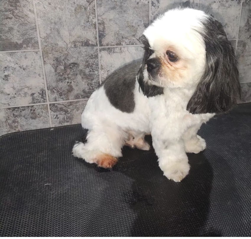 Guardería y Peluquería Canina Tuki Tuki